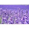 Lavender Provance Lavandula Seeds for Planting Herb Garden About 100