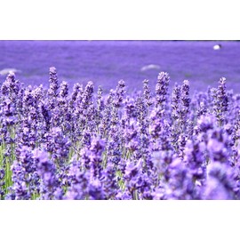 Lavender Provance Lavandula Seeds for Planting Herb Garden About 100 Seeds