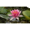 4 Pack Live Hardy Water Lilies Pre-Grown Tuber Rhizome Red,