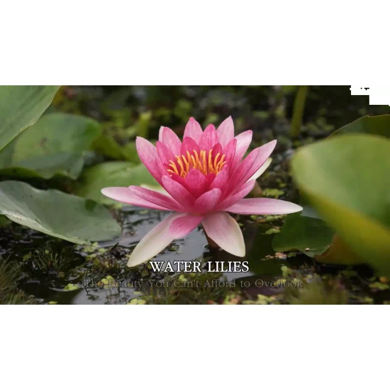 4 Pack Live Hardy Water Lilies Pre-Grown Tuber Rhizome Red,