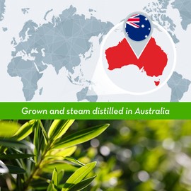 DIYBeauty Bulk Tea Tree Oil - 4 Fl Oz Large Size Big Bottle - 100% Pure & Organic Tea Tree Oil for Skin, Hair, Face, and Scalp - Steam Distilled from The Leaves of Tea Tree