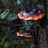 Mini Reishi Mushroom Wall Shelves, Premium Simulation Mushroom Shelf Decoration