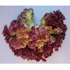 Lettuce Lollo Rosso (aka Lolla Rossa) Great Heirloom Vegetable 500