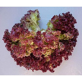 Lettuce Lollo Rosso (aka Lolla Rossa) Great Heirloom Vegetable 500 Seeds