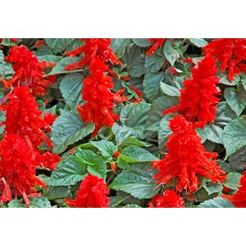 Salvia Seeds- St John's Fire- Scarlet Red Color- 100+ 2021 Seeds