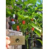 Carolina REAPER Super HOT Pepper Seeds Unique Creek Homestead Certified