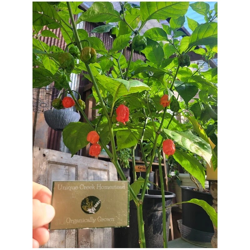 Carolina REAPER Super HOT Pepper Seeds Unique Creek Homestead Certified