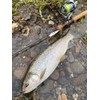 D3 Custom Lures Minnow Joint Dahlia 60S Sinking 5.5g #3/RBYA