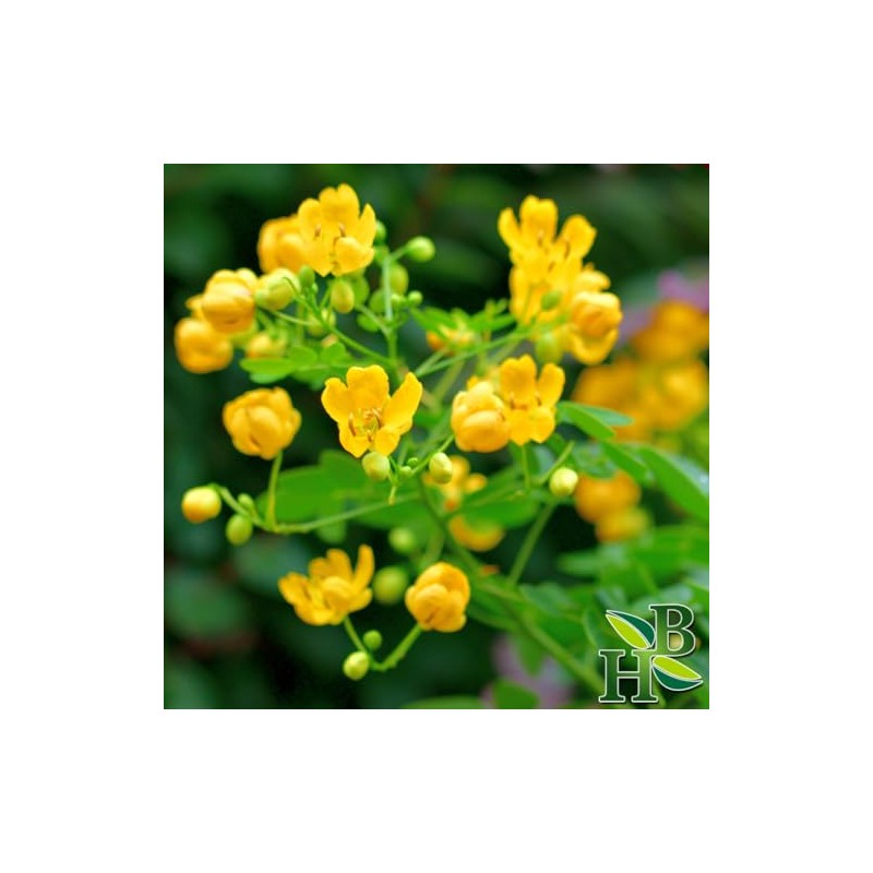Herb To Body Senna Leaf Whole – 4 oz, Wildcrafted