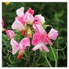Sweet Pea Mixed Seeds - Approximately 65 Seeds
