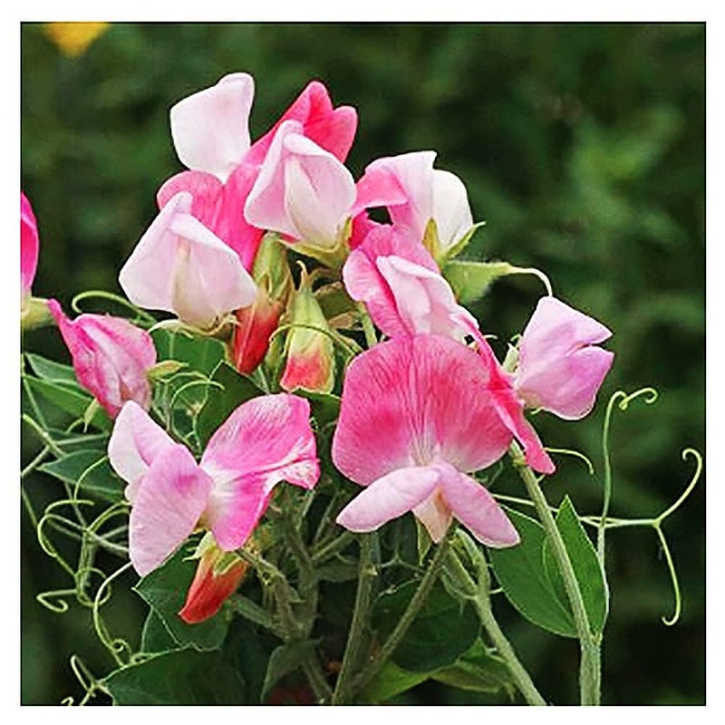 Sweet Pea Mixed Seeds - Approximately 65 Seeds