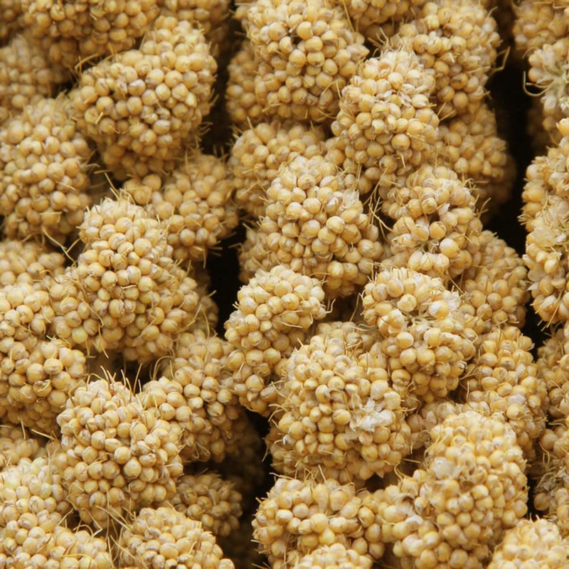 Jmxu's 1LB Spray Millet Treat for Birds Parakeets, Natural Sun-Dried