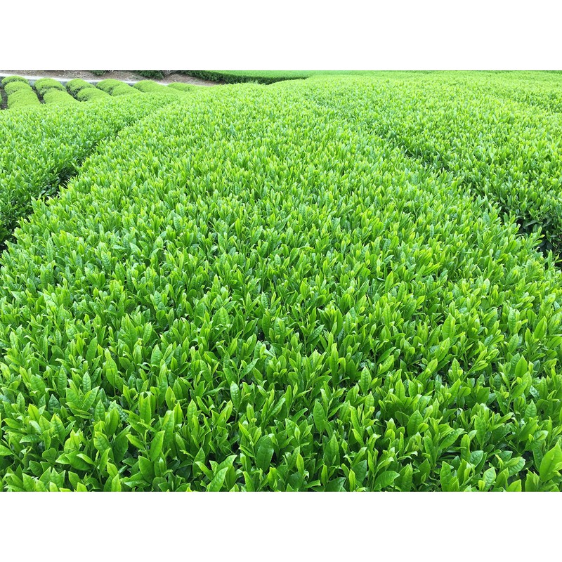 (2026 New Tea) Kakino Tea Superior (3.5 oz (100 g)