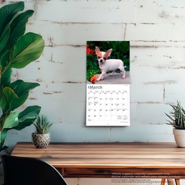 Chihuahua Puppies | 2026 7 x 14 Inch (Hanging) Monthly Mini Wall Calendar | BrownTrout | Animals Small Dog Breeds Puppy