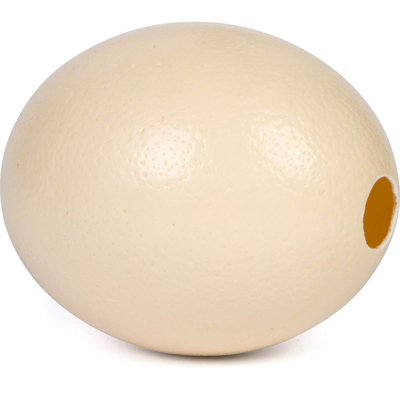 Premium Ostrich Eggshell (Grade A, Large Size)
