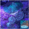 Live Saltwater Coral - Watermelon Discosoma Mushroom (Single Head)