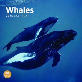 2025 Whales Monthly Wall Calendar by Bright Day, 12 x 12 Inch Cute Nature Photography Gift