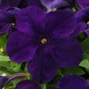 Outsidepride 5000 Seeds Annual Petunia Alderman Flower Seeds for Planting