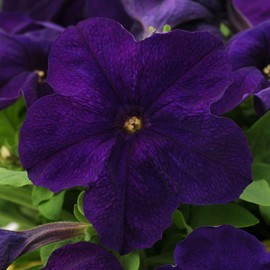 Outsidepride 5000 Seeds Annual Petunia Alderman Flower Seeds for Planting