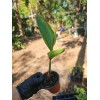 Parrot's Beak Heliconia psittacorum Live Plant Orange Rooted