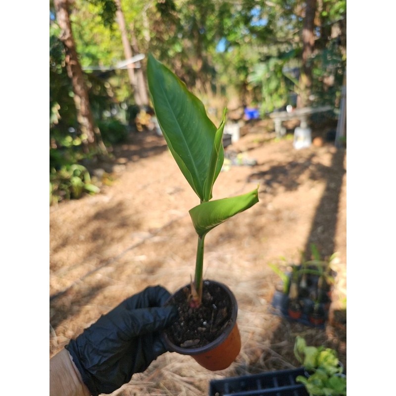 Parrot's Beak Heliconia psittacorum Live Plant Orange Rooted