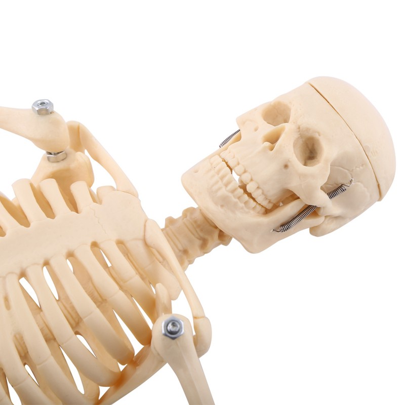 1pc Human Skeleton Anatomical Model Medical Anatomical Teaching Tool With