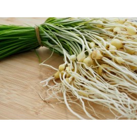 CZ Grain 200 Wild Chives Seeds for Planting - Non-GMO Heirloom