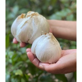 Elephant Garlic 2 Huge Bulbs