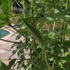 Fresh Clemson Spineless Okra Seeds | NON-GMO | Heirloom |