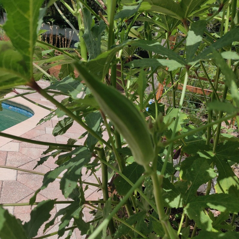 Fresh Clemson Spineless Okra Seeds | NON-GMO | Heirloom |