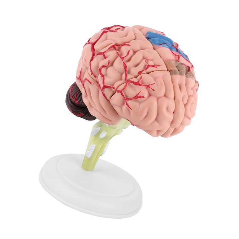 1pc Disassembled Anatomical Human Brain Model Medical Teaching Tool Toy