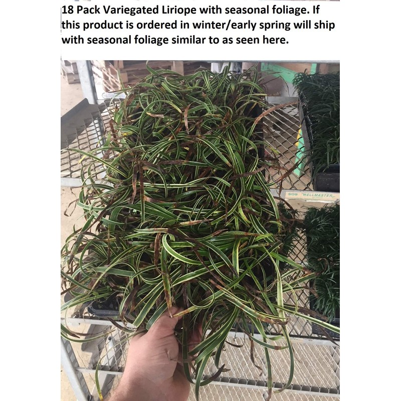 18 Pack - Liriope 'Variegated' Grass