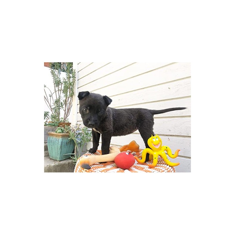 Lanco 8424678210844 Small Baby Octopus 100% Natural Rubber