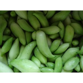 Fresh Cyclanthera Pedata Achocha- Caigua 12 Seeds Organic 2024 Non-GMO Fresh from 2024