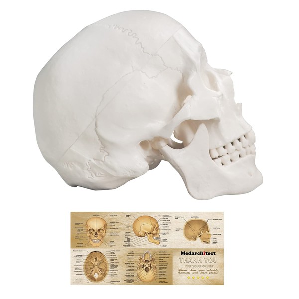 Human Skull Model, Life Size 3-Part Anatomical Model with Removable Skull Cap and Articulated Mandible for Medical Student Human Anatomy Study Course