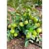 Unbranded White Guava Live Starter Tree - 6-10in Tall -