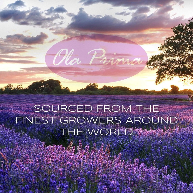 Ola Prima 16oz - Premium Quality Oregano Essential Oil (16