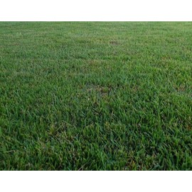 Link Zenith Zoysia Grass Seed 100% Pure 1/2 Lb