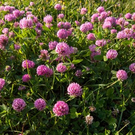 Outsidepride Outsidepride Perennial Red Clover Seeds - 5 lbs. Self-Seeding, Nitrocoated, Inoculated Clover Seeds for Lawn, Yard, Forage, Pasture, Hay, Nitrogen Fixation, Soil Improvement & Crop Rotation Programs