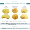 Neptune Sea Wool Sponge – Natural Mediterranean Bath Sponge, Hand-Cut,