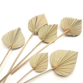 Boho Dried Palm Leaves, Small Dried Palms Plant Spears Fans, Palm Leaf with Stem for Home Office Wall Decor | Tropical Wedding Flowers Decor | Party Table Vase Decoration (Natural,6 Pcs)