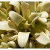 Yucca brevifolia (Joshua Tree, Yucca Palm, Tree Yucca) Tree Seed,