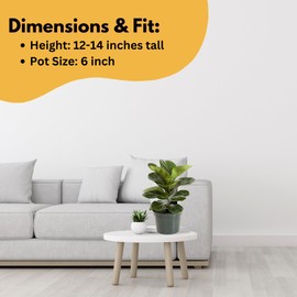 United Nursery Ficus Lyrata – Fiddle Leaf Fig Plant in 6” Grower Pot – 12–14 Inches Tall – Indoor Decorative Tree with Broad Green Leaves – Easy-Care Houseplant for Bright Spaces