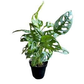 Hopewind Plants Shop Monstera Adansonii Swiss Cheese Plant, Unique and Beautiful Statement in Any Space, Green Thumbs up and Plant Lover's Favorites in 4" Pot