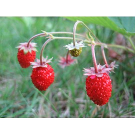 Alpine Strawberry Baron Solemakher Seeds Everbearing Rare Wild Fruits for Planting 100 Seeds
