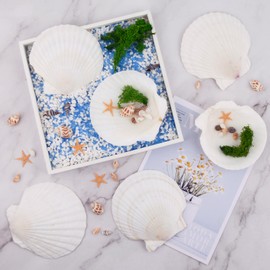 GXGGUS 6PCS Scallop Shells for Crafts 4''-5'' Natural White Large Shells Decoration for DIY Craft Painting, Home Decor, Baking and Beach, Wedding Party Decoration