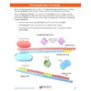 NewPath DNA Replication 3-D Model Making Kit - Individual Student