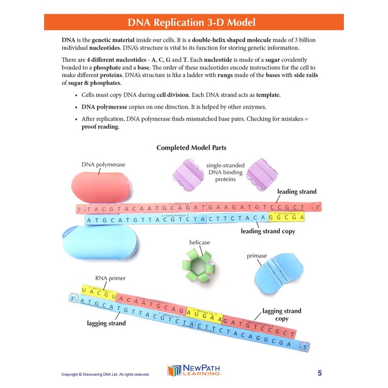 NewPath DNA Replication 3-D Model Making Kit - Individual Student