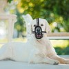 Bozal Para Perro De Entrenamiento Todas Las Tallas
