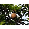 5 Séẹds Rare Chicle Tropical Tree- Chewing Gum Tree -